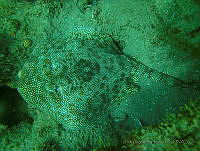 JAJ1067 Urobatis jamaicensis.jpg