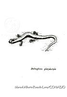 MARL0104 Bolitoglossa platydactyla.jpg