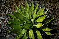 FBA0786 Agave.jpg