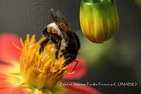 ZAPF0468 Bombus ephippiatus.jpg