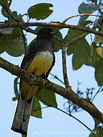 SOVJ0005 Trogon citreolus.jpg