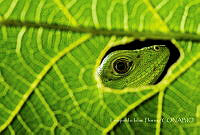 LIF00 Ctenosaura pectinata.jpg