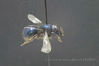 CGVM1216 Osmia ribifloris.jpg