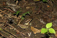 OJL028 Lithobates brownorum.jpg