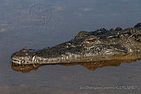 IDG0640 Crocodylus acutus.jpg