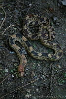 JCHM0077 Pituophis deppei.jpg