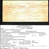 CMyFO 00083 Acrocarpus fraxinifolius.JPG