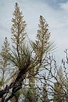 IMDOC 4952 Beaucarnea gracilis.jpg