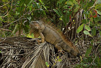 OAO0391 Iguana iguana.jpg