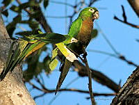 JDS01 Eupsittula nana.jpg