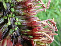 AJGM0333 Agave stricta.JPG