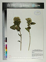 JAdNV0471 Ageratina petiolaris.JPG