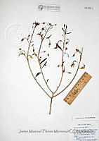 JMFM006 Talinum aurantiacum.JPG