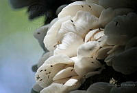 AS02 Pleurocybella porrigens.jpg