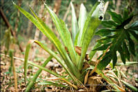 FGM1614 Bromelia sp..JPG
