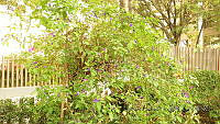CGL4772 Lycianthes rantonnetii.JPG