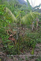 SG019 0437 Chamaedorea tepejilote.jpg