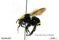 ME006 Abejas 0077 Bombus  vosnesenskii Radoskowsky, 1863.jpg