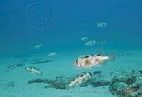 CNS1120 Diodon holocanthus.jpg