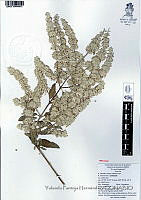 YPH1702 Hyptis albida.jpg