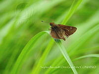 SAOG001 Euphyes vestris.jpg