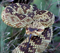 MGrep0001 Crotalus molossus.jpg