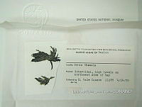 KT016 0078 Hydrocoleum comoides.jpg