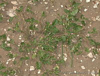 PTL1859 Allionia choisyi.jpg