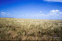 FGM2050 San Fernando, Tamulipas.JPG