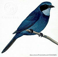 MAPM0125 Cyanolyca nana.jpg