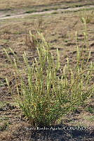 SG002 0012 Reseda luteola.jpg
