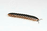 MASM07496 Myriapoda.jpg