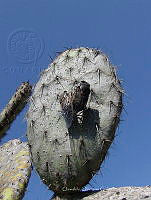 OOG0167 Cracidae.jpg