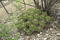 CAR 0071 Ferocactus robustus.jpg