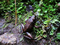 OHO002 Craugastor sp..jpg