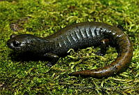 RACA 0043 Pseudoeurycea conanti.jpg