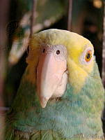 CGL0130 Amazona oratrix.jpg