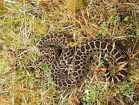 MCS04 Crotalus triseriatus.jpg