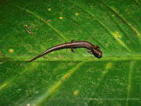 JLALyEPA0011 Parvimolge townsendi.jpg