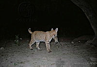 UNAMHBRM-7 Lynx rufus.jpg