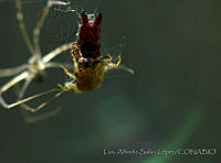 LASL0001 Physocyclus dugesi.jpg