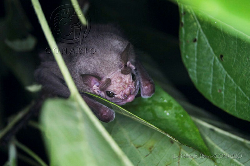 LMSB04%20Centurio%20senex.jpg.4yegrvr MX1jGw1jQA3g0JtbmFja29CbnFuZ3NAbXJ6LGtwZwA.nd1stsySEo