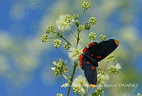 VMHR001 Melanis pixe.jpg