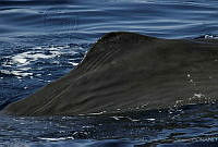 CNS0854 Physeter macrocephalus.jpg