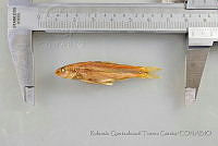 RQTG1100 Agosia chrysogaster.jpg