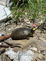 TB 010 Kinosternon vogti.jpg