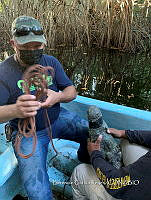 TE001 0237 Crocodylus acutus.jpg