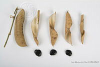 IMDOC2560 Phaseolus lunatus.jpg