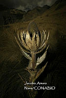 MN6PyH0132 Eryngium proteiflorum.jpg