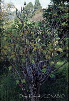 DK2390 Jatropha curcas.jpg